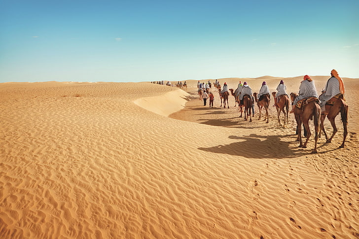 lot de chameaux bruns, désert, sable, tourisme, chameaux, caravane, Fond d'écran HD