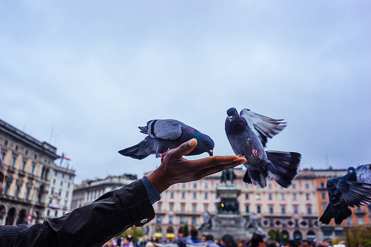 two gray pigeons, pigeons, feeding, hand, HD wallpaper
