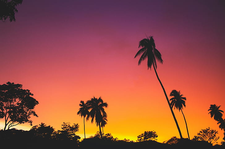 nature, arbres, lever du soleil, palmiers, ciel clair, orange, Fond d'écran HD