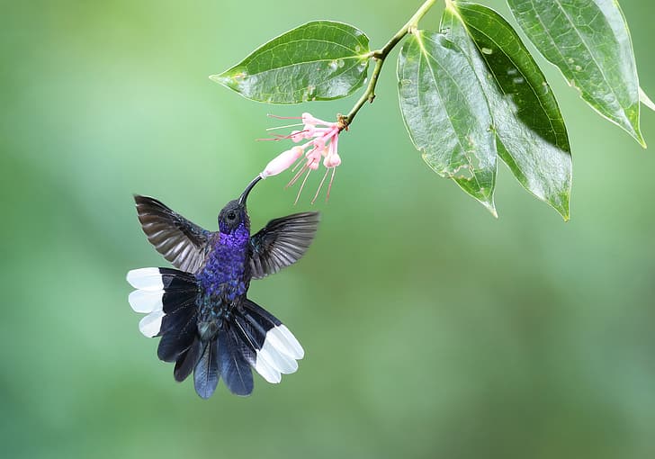 flower, leaves, background, bird, branch, feathers, Hummingbird, Purple cableknit, HD wallpaper