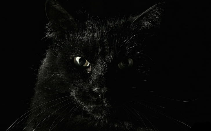 животни, котка, черни котки, HD тапет