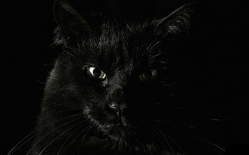 binatang, kucing, kucing hitam, Wallpaper HD HD wallpaper