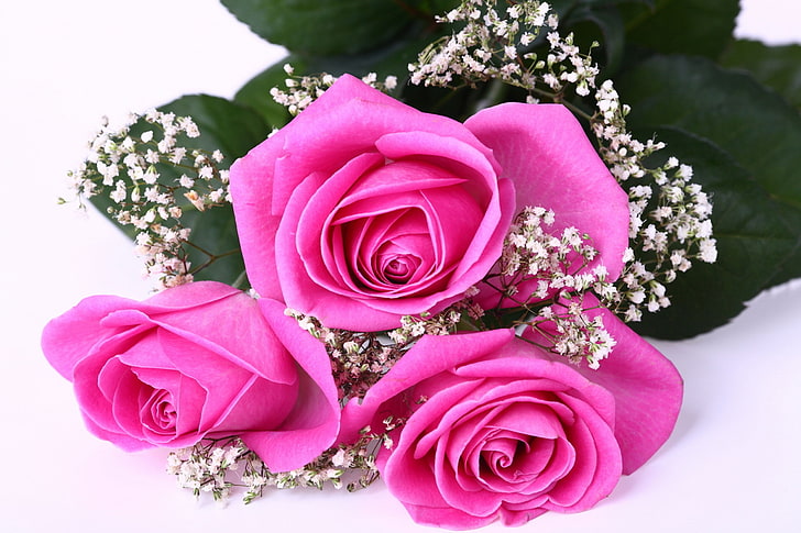 three pink flowers, roses, flowers, bouquet, tenderness, HD wallpaper