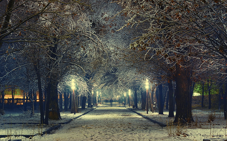 Armenia, Gyumri, brązowe drzewa, pory roku, zima, światła, noc, drzewa, zimno, park, śnieg, duchy, długa ekspozycja, armenia, gyumri, Tapety HD