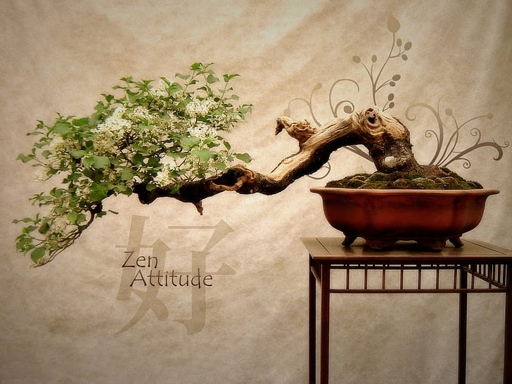 plantas, zen, HD papel de parede
