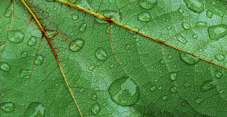 water dew on green leaf, water, dew, green leaf, panasonic, color, digital, macro, close up, nature, drops, rain, france, french, leaf, backgrounds, plant, close-up, pattern, green Color, freshness, abstract, leaf Vein, textured, HD wallpaper