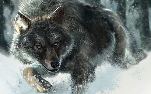الذئب البني والأسود ، الذئب ، الثلج ، الحيوانات ، الحياة البرية، خلفية HD HD wallpaper