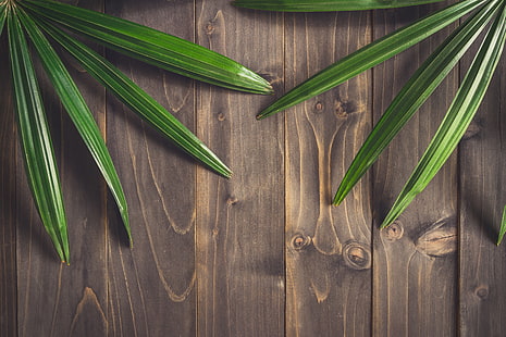 Blätter, Hintergrund, Baum, Brett, Holz, Textur, HD-Hintergrundbild HD wallpaper