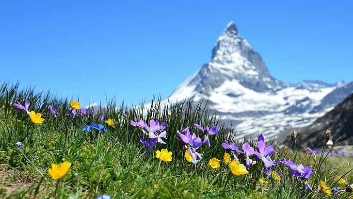 hierba, naturaleza, fotografía, Matterhorn, Suiza, paisaje, montañas, nieve, cielo, colinas, verano, plantas, Fondo de pantalla HD
