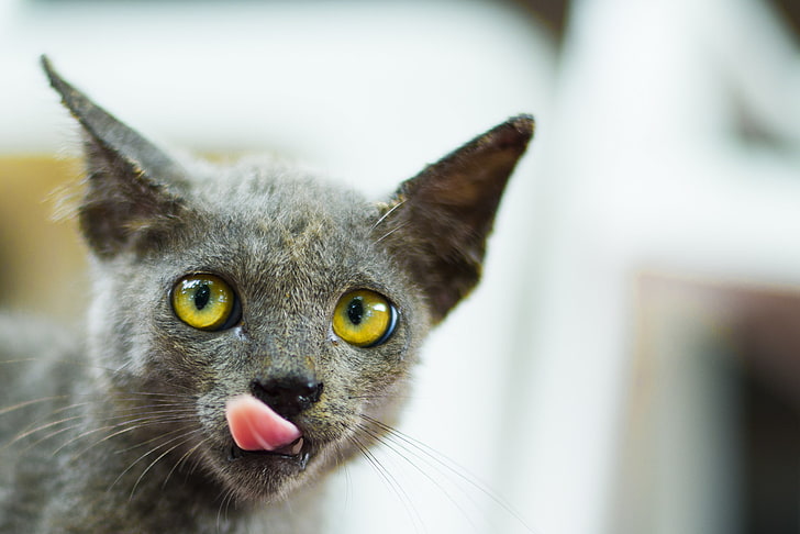 cat, tongues, animals, HD wallpaper