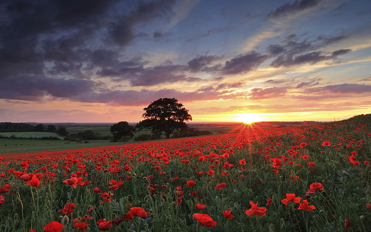säng av rödblommig blomma, natur, landskap, fotografi, blommor, vallmo, solnedgång, vår, fält, träd, röd, grön, himmel, HD tapet