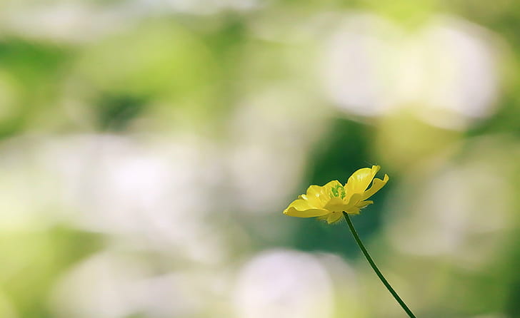 selective focus photography of yellow petaled flower at daytime, Witness, Noon, selective focus, photography, daytime, Montreal, Nature, Plant, Flower, Composition, Life, dof, Depth of field, Green  Yellow, Canon  eos, Rebel, DSRL, 700d, Light, Bokeh, Colors, WOW, yellow, summer, springtime, close-up, leaf, petal, HD wallpaper