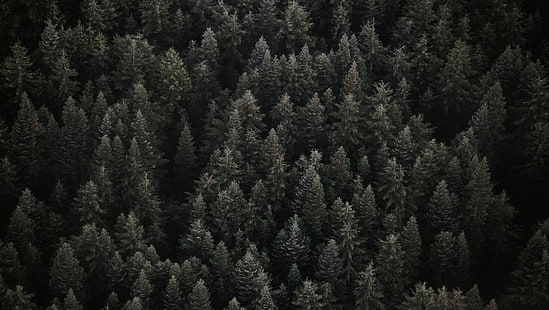 зеленые сосны, деревья, вид сверху, лес, HD обои HD wallpaper