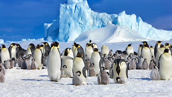 Pinguins-imperador, Ilha Snowhill, Antártica, Aves, HD papel de parede HD wallpaper