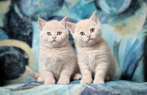 animals, cat, kittens, HD wallpaper HD wallpaper