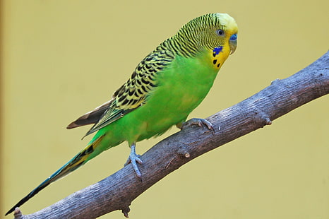 53, Vogel, Wellensittich, Sittich, Papagei, tropisch, HD-Hintergrundbild HD wallpaper