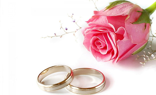 Per un giorno speciale, rosa rosa, fiore, giorno speciale, rosa, matrimonio, anelli, amore, rosa, bella rosa, bellezza, 3d e abstra, Sfondo HD HD wallpaper