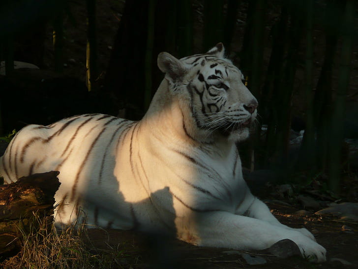 His Majesty, albino tiger, lovely, large, white tiger, royal, animals, HD wallpaper