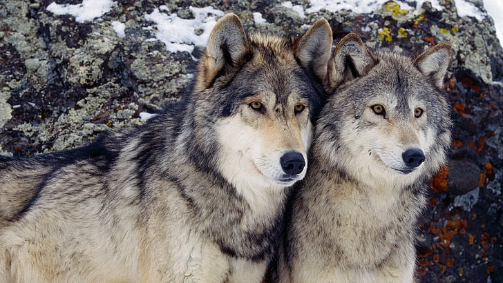 dois huskies siberianos pretos e marrons adultos, lobo, HD papel de parede