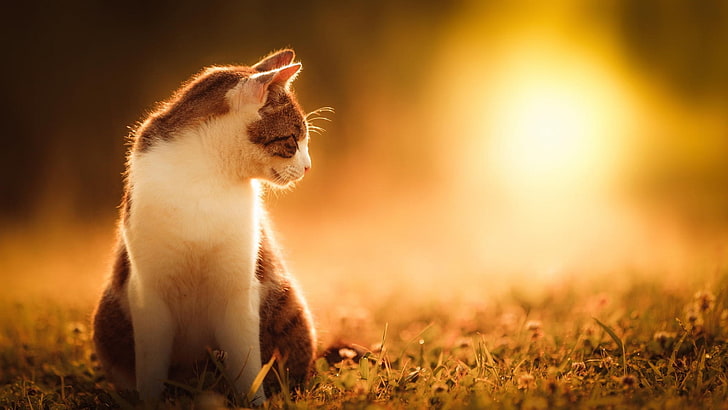 kot, światło słoneczne, zwierzęta, trawa, Tapety HD