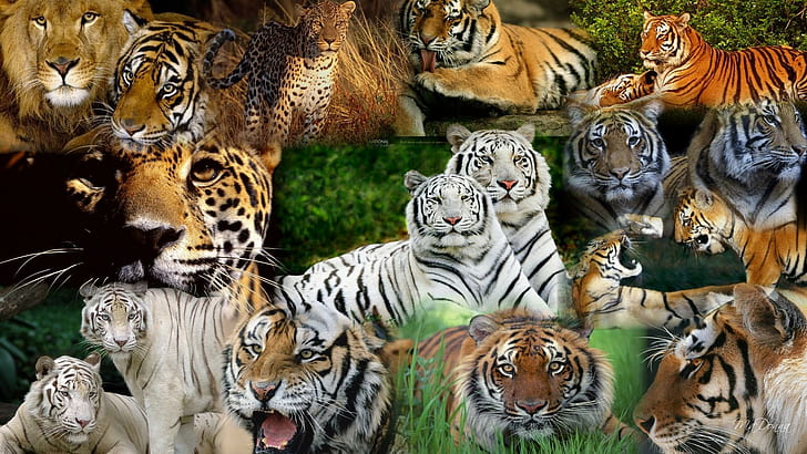 Predator Harimau Leopard Singa Jaguar Cheetah Gambar Resolusi Tinggi, banyak foto harimau, kucing, cheetah, tinggi, gambar, jaguar, macan tutul, singa, predator, resolusi, harimau, Wallpaper HD