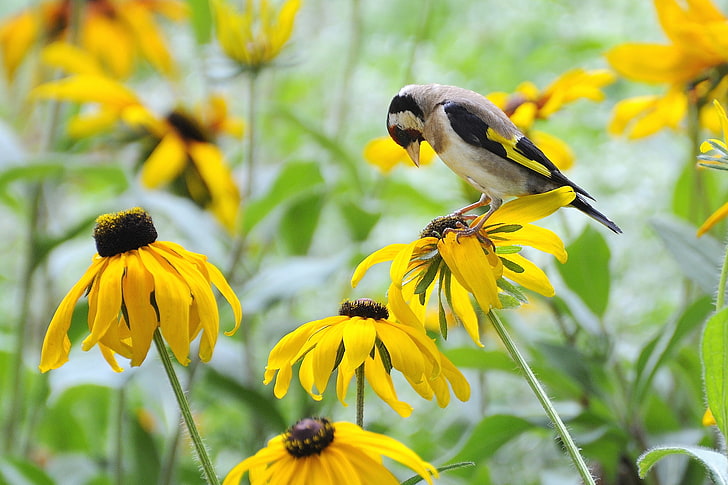 field, flowers, bird, yellow, goldfinch, rudbeckia, HD wallpaper