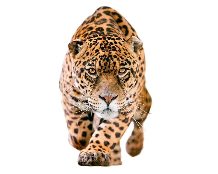 коричневый леопард, взгляд, лицо, хищник, размытость, белый фон, ягуар, крадется, пятнистый, HD обои