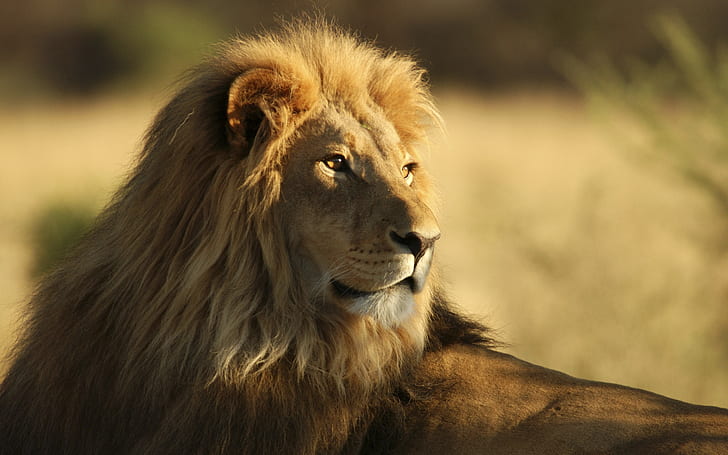 Самец африканского льва, коричневый лев, африканец, лев, самец, HD обои