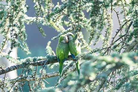 пара зеленых попугаев, попугаи, пара, ветки, нежная, HD обои HD wallpaper