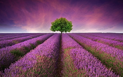 Lavender Field, lavender, field, tree, landscape, HD wallpaper HD wallpaper