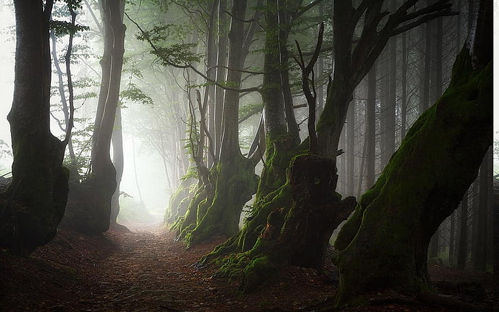 Древен, бук, гора, Франция, пейзаж, листа, мъгла, сутрин, мъх, природа, път, корени, дървета, HD тапет
