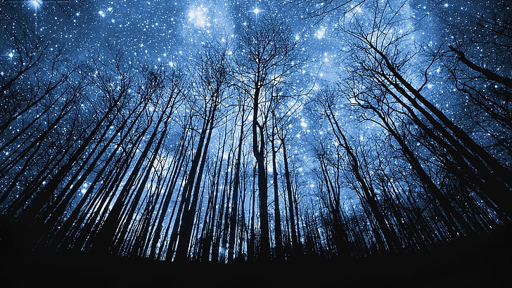 silhueta árvores, estrelas, árvores, noite, espaço, silhueta, floresta, arte digital, arte espacial, ciano, HD papel de parede
