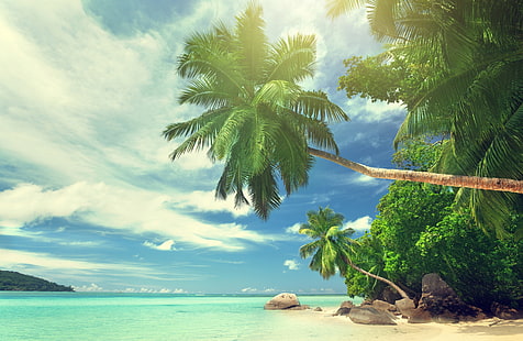 Hindistan cevizi ağacı, peyzaj, su, tropikal, palmiye ağaçları, plaj, HD masaüstü duvar kağıdı HD wallpaper