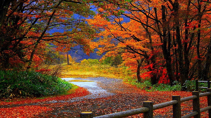 trilha na floresta de outono - papel de parede bonito do cenário, papel de parede digital de árvores com folhas alaranjadas, HD papel de parede