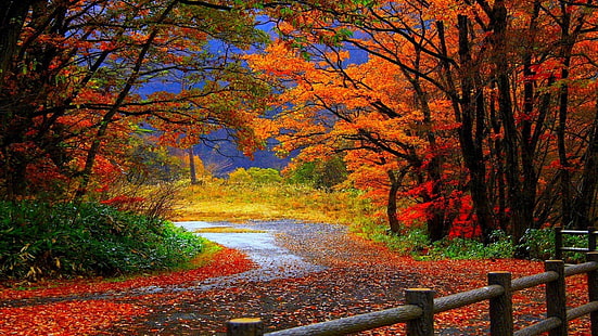 spår i höst skog-Vacker natur tapet, orange blad träd digital tapet, HD tapet HD wallpaper