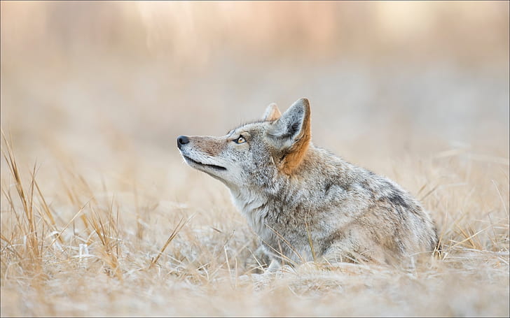 Animal, Coyote, Canine, Yellowstone, HD wallpaper