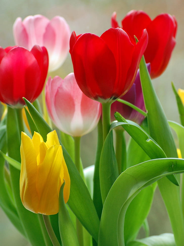 Fotografía de primer plano de campo de tulipanes, tulipanes, tulipanes, campo, fotografía de primer plano, tulipán, púrpura rojo, rosa, flor, primavera, amarillo, brotes, naturaleza muerta, Londres, naturaleza, primavera, planta, flor Cabeza, ramo, pétalo, Fondo de pantalla HD, fondo de pantalla de teléfono