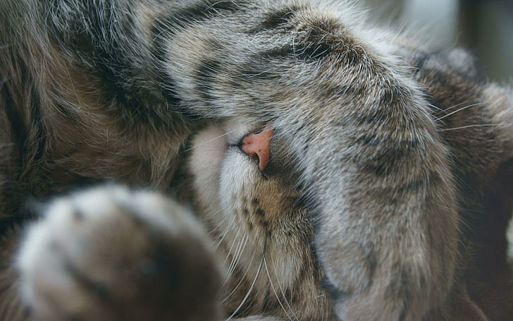 Chat gris couvrant son visage avec la patte, chat gris tigré, animaux, 1920x1200, museau, Fond d'écran HD