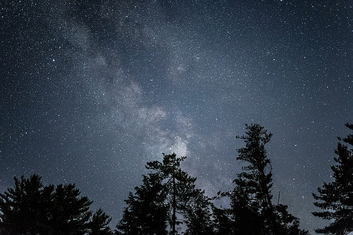 ป่า, คืนที่เต็มไปด้วยดวงดาว, ท้องฟ้ายามค่ำคืน, กลางคืน, ต้นไม้, วอลล์เปเปอร์ HD