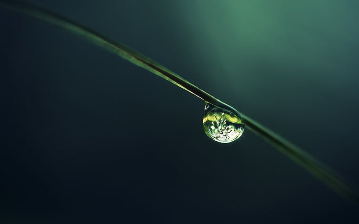 water droplet, macro, plants, water drops, HD wallpaper