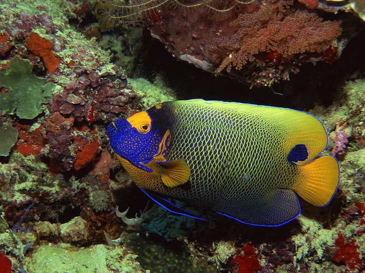 pez amarillo y azul en pecera, bajo el agua, mar, peces, colorido, Fondo de pantalla HD