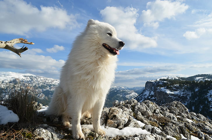 cão branco de pelagem longa na montanha durante o dia, cão, animal, natureza, animais de estimação, ao ar livre, samoiedo, branco, neve, HD papel de parede