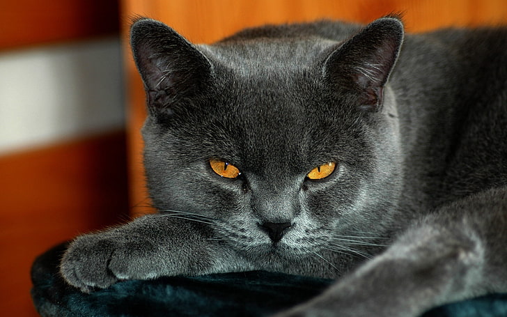 Russian blue cat, british, yellow eyes, cat, gray color, HD wallpaper