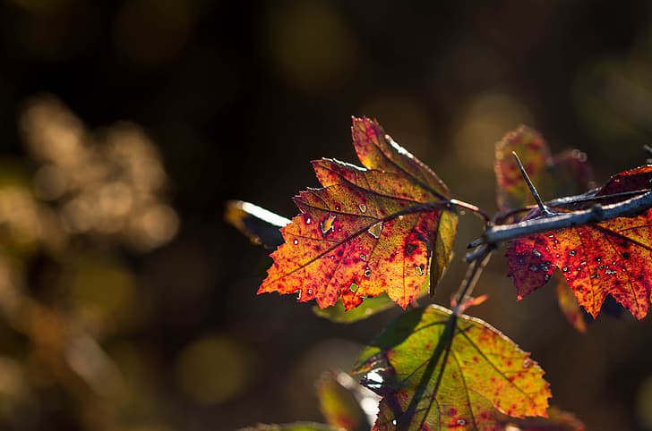 autumn, leaves, macro, HD wallpaper