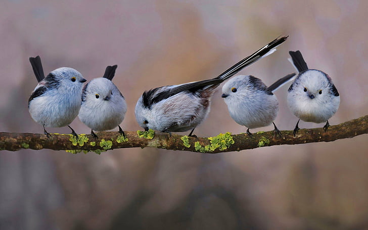 Птицы, синица, птица, ветка, длиннохвостая синица, живая природа, HD обои