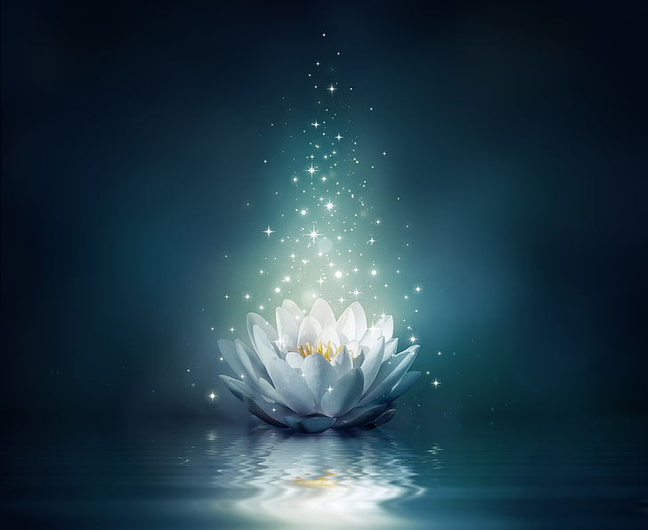 white lotus flower illustration, flower, water, lights, Lotus, sparkle, bloom, water lily, HD wallpaper