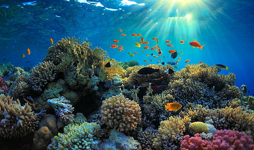 koralowe tło, Tapety HD HD wallpaper