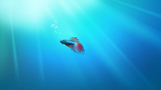 риба, море, сиамска бойна риба, Windows 7, HD тапет HD wallpaper