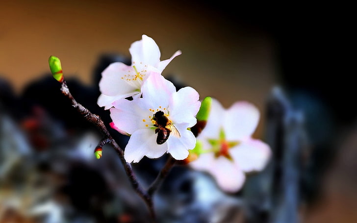 three white-and-pink petaled flowers, bee, flower, pollination, flowering, HD wallpaper