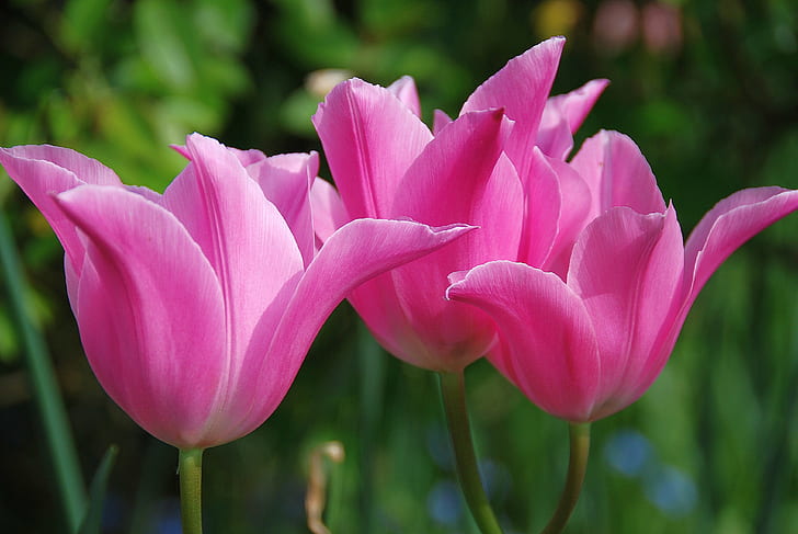 three pink Tulips, Beauty, in the Pink, Eye, Tulips, Tulip, Flowers, Garden, Genus, Tulipa, Liliaceae, Perennials, Nature, Flickr, Bronze, Trophy, Group, plant, flower, springtime, petal, flower Head, pink Color, beauty In Nature, summer, HD wallpaper